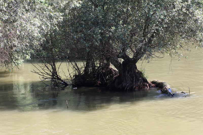 292-Delta del Danubio,7 agosto 2011.JPG